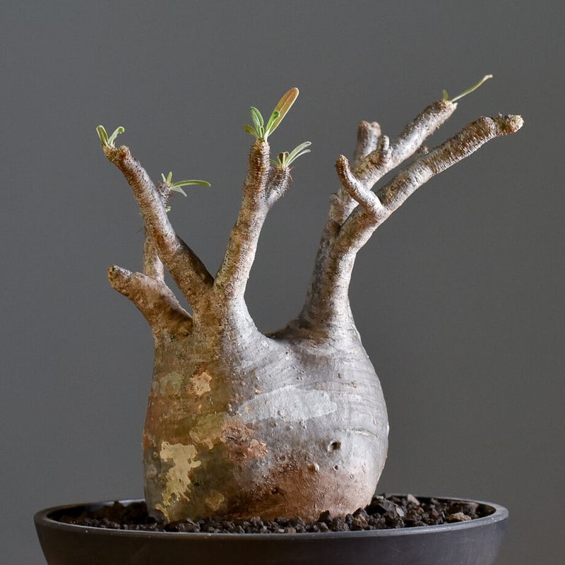 パキポディウム グラキリス 【イチ押し！パキポディウム系の人気者