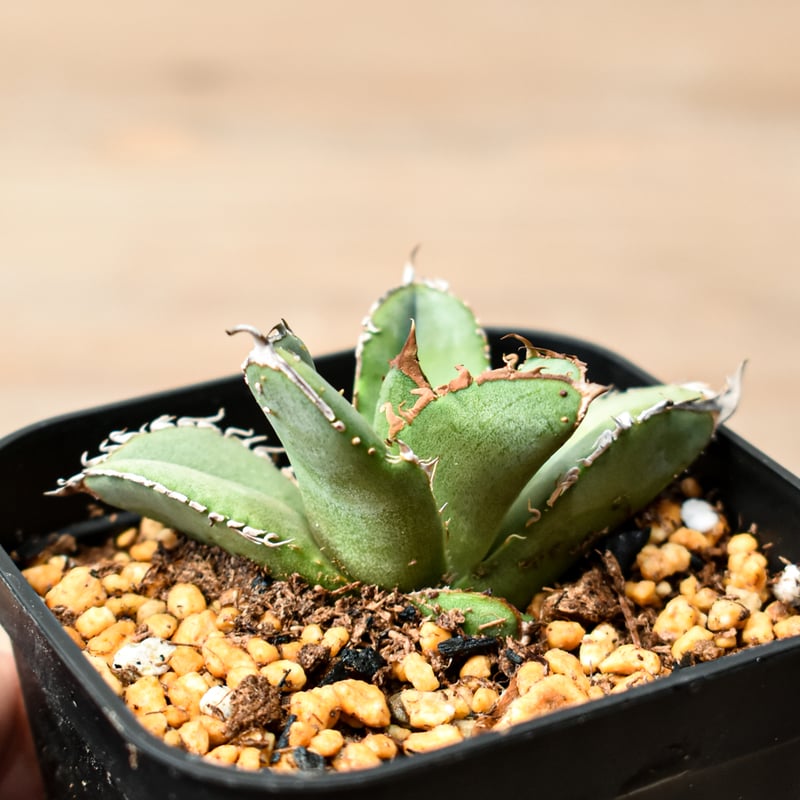 アガベ チタノタ 