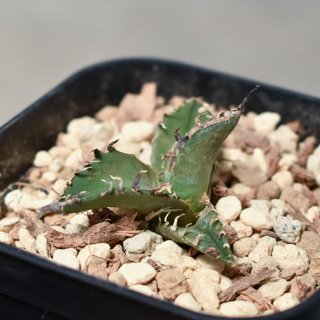 アガベ　チタノタシーザー アガベ チタノタ 