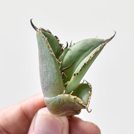 CATEGORY アガべ チタノタ 大鋼牙 | RAFLUM / ラフラム｜東京、大阪の