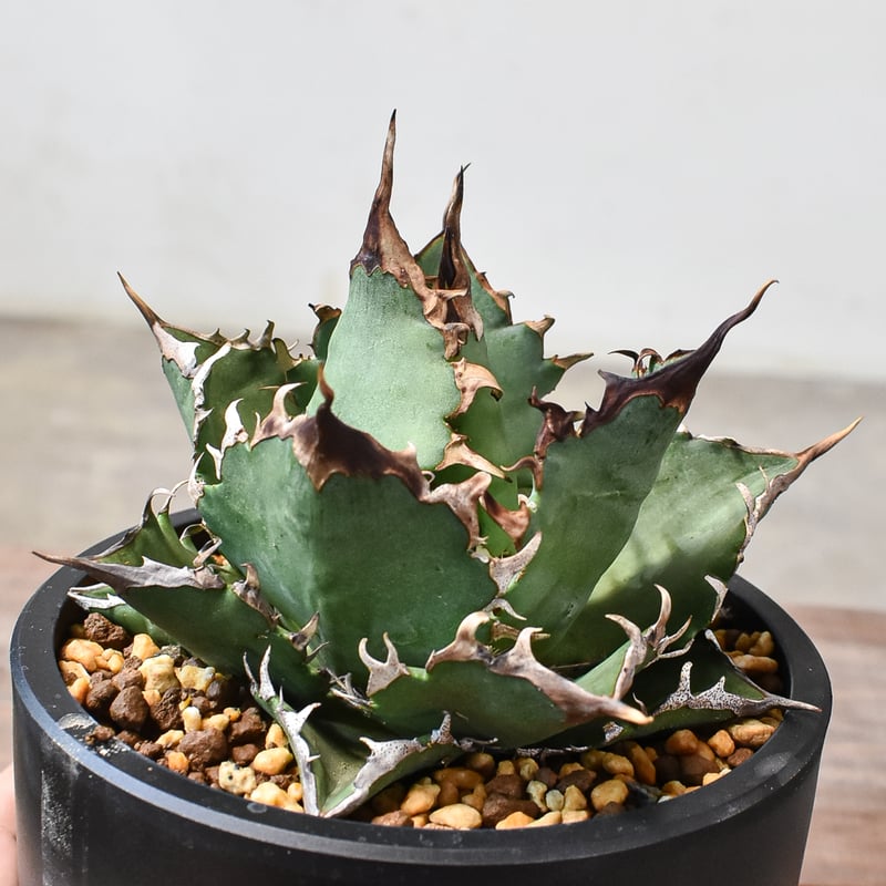agave titanota cheater 猟豹 アガベ チタノタ チーター 