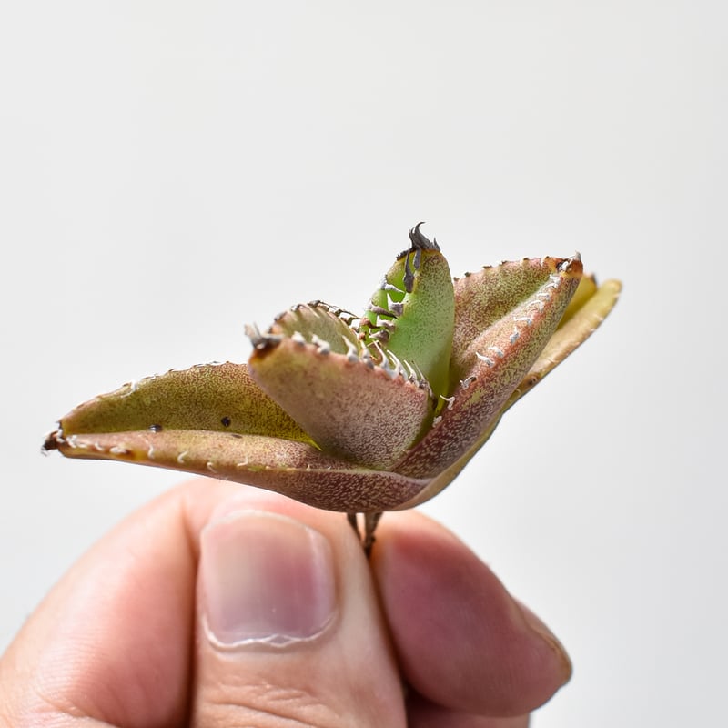 アガベ チタノタ Shi-hao 