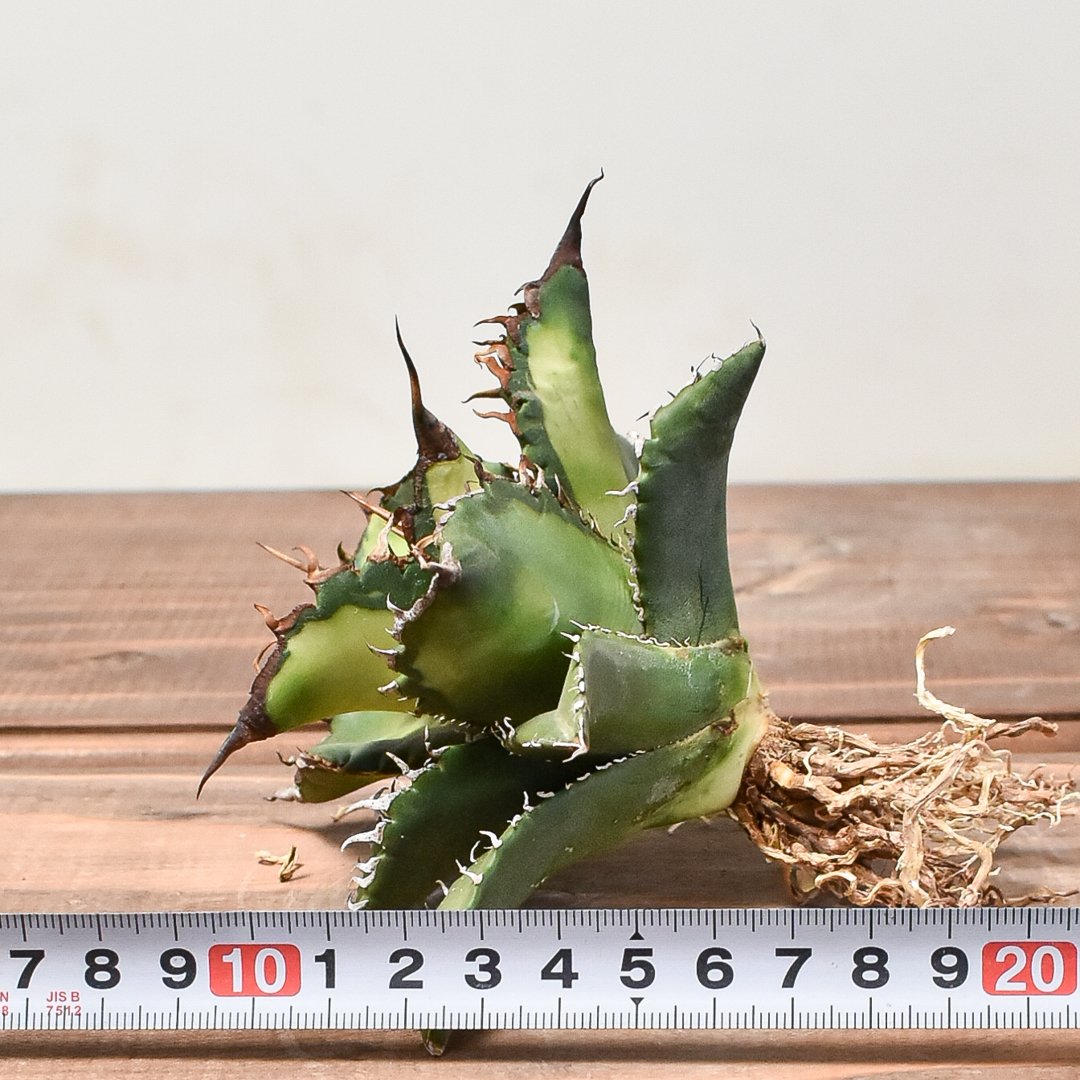 アガベ チタノタ狂刺夕映日蝕 強刺斑入り 台湾株