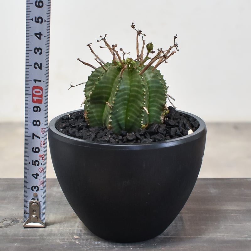 ユーフォルビア・バリダ  