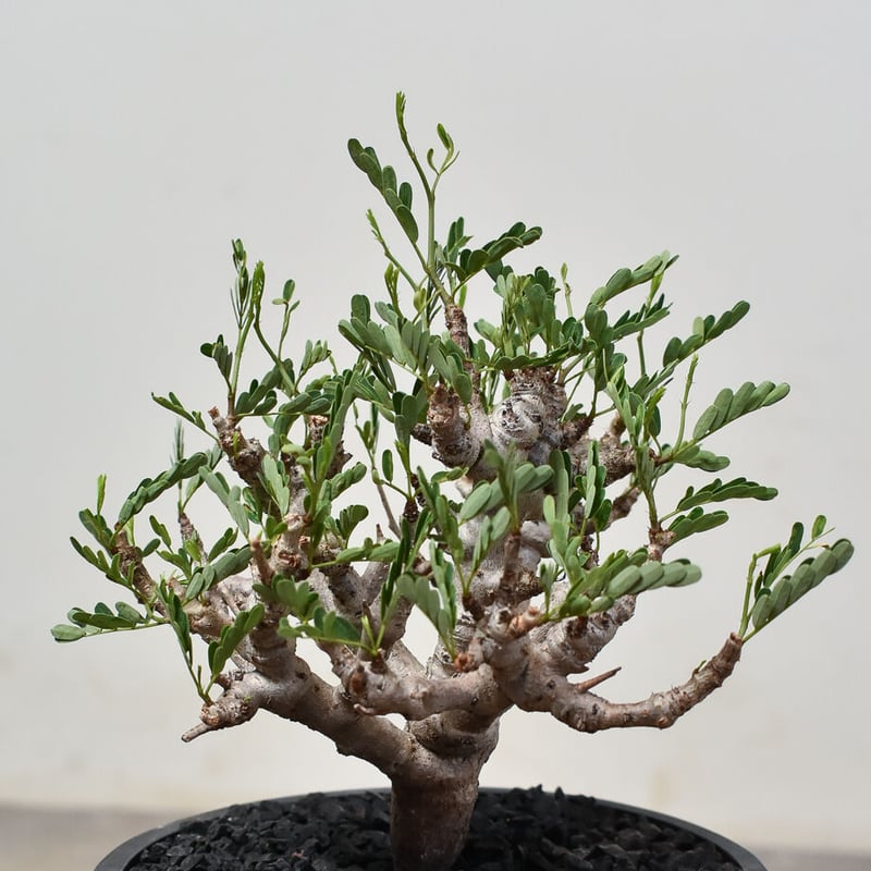 センナ メリディオナリス （発根済み）RF231521 | RAFLUM / ラフラム