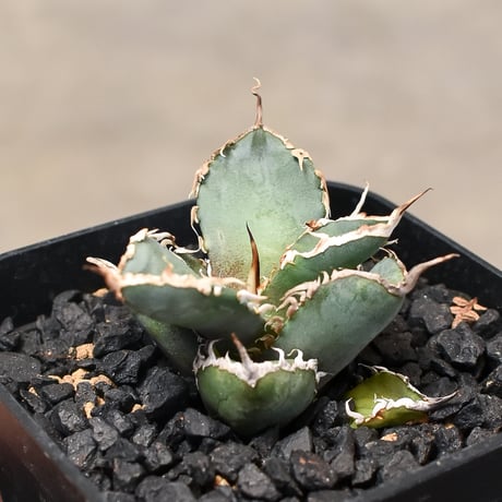 CATEGORY チタノタ シャークソウイ | RAFLUM / ラフラム｜東京、大阪の