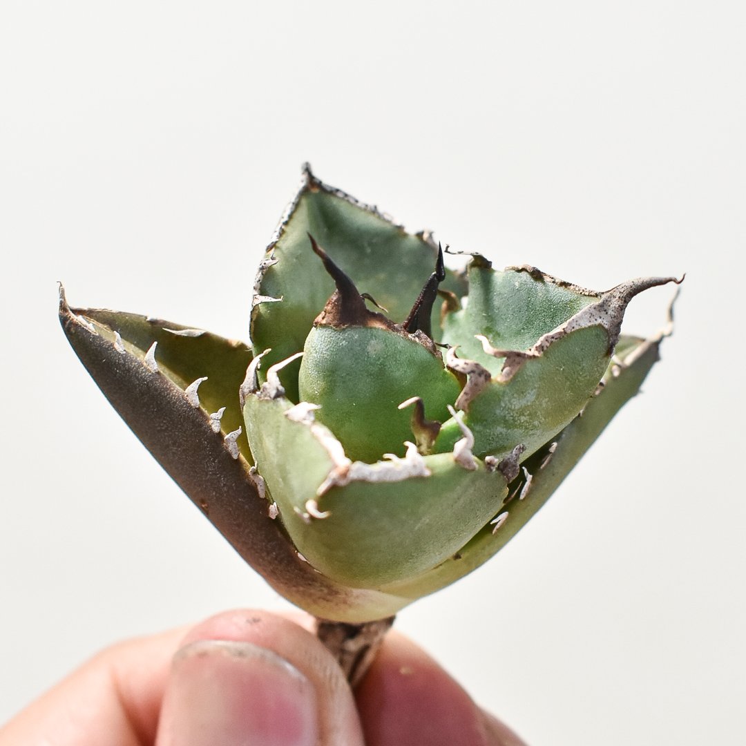 アガベ チタノタ ハデス / 黒帝斯、恐竜牙歯 【台湾 dragon agave産/TC