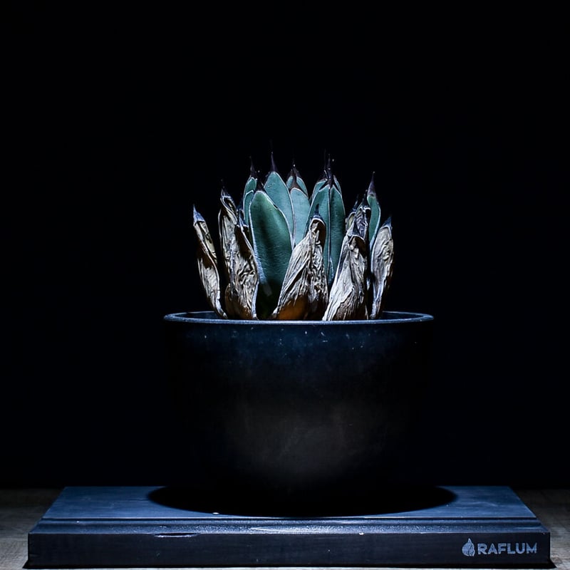 アガベ フェルディナンドレジス 