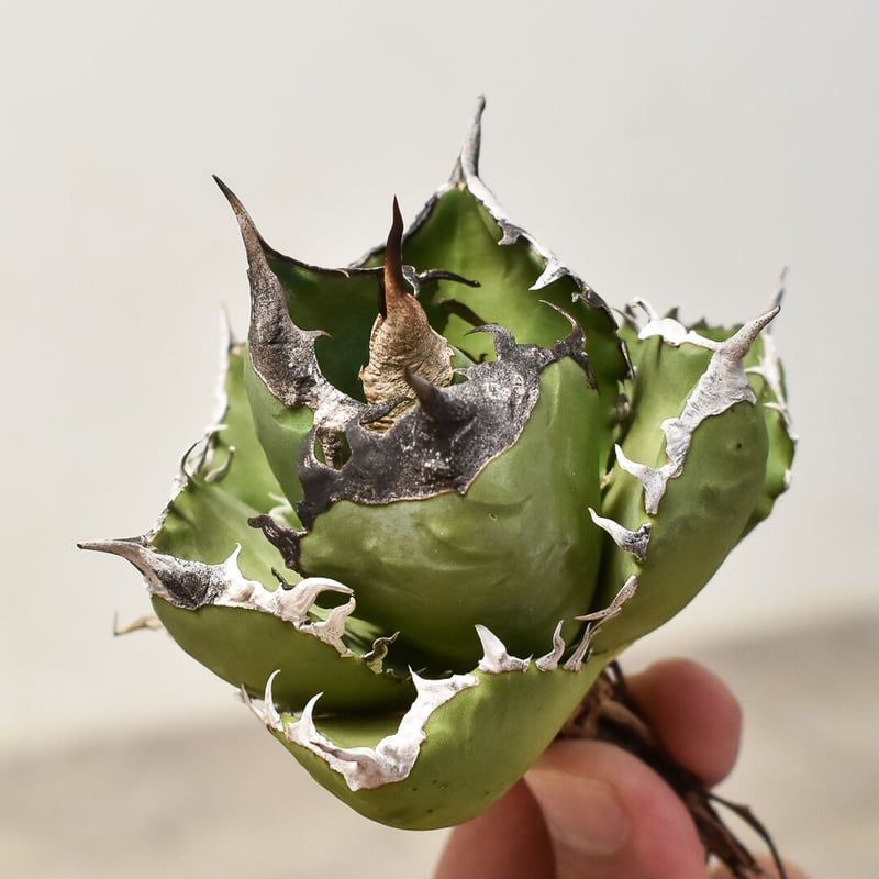 アガベ チタノタ 南アフリカダイヤモンド 