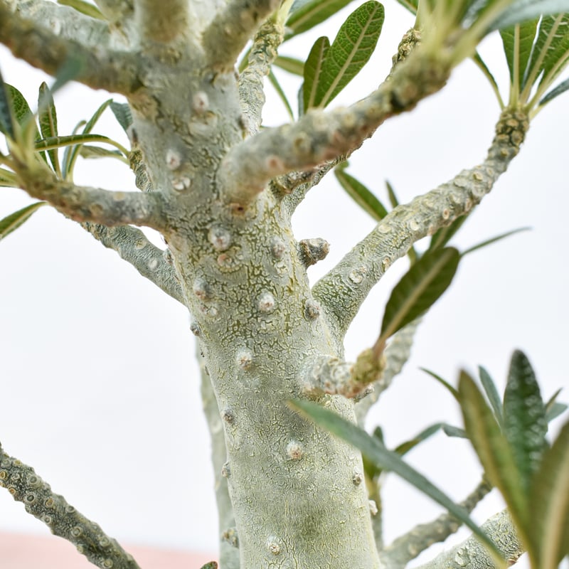 実生　ドルステニア　ギガス　紅葉中 ドルステニア・ギガス 実生【D45】 Dorstenia gigas 塊根植物