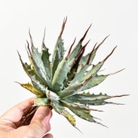 コピアポア グリセオビオラセア 