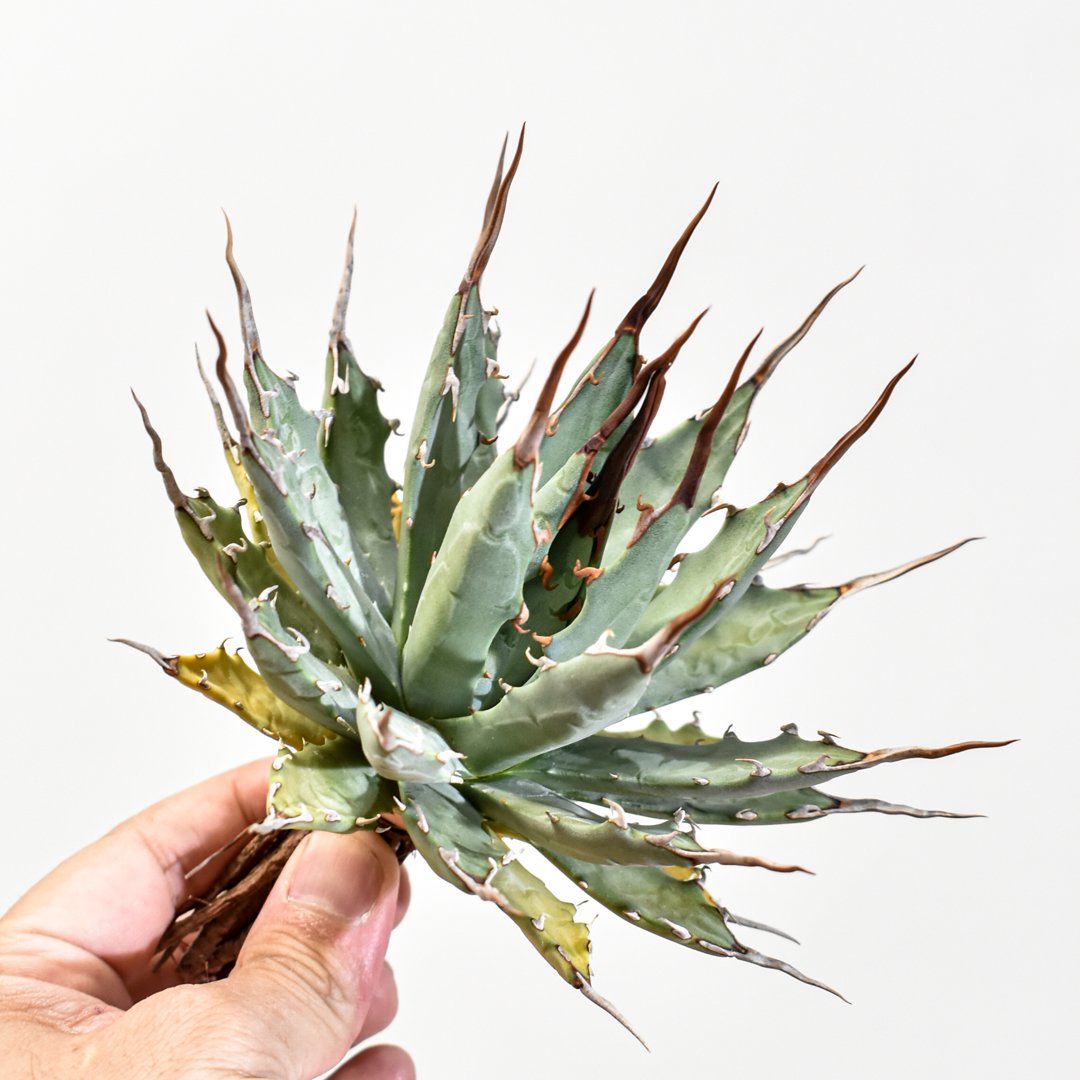 エボリスピナ 妖炎 子株 OC 発根済み アガベ Dennis hybrid 妖炎X甲妖 /エボリスピナ×（イシスメンシス