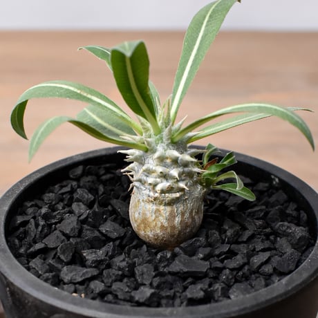 CATEGORY グラキリス | RAFLUM / ラフラム｜東京、大阪の塊根