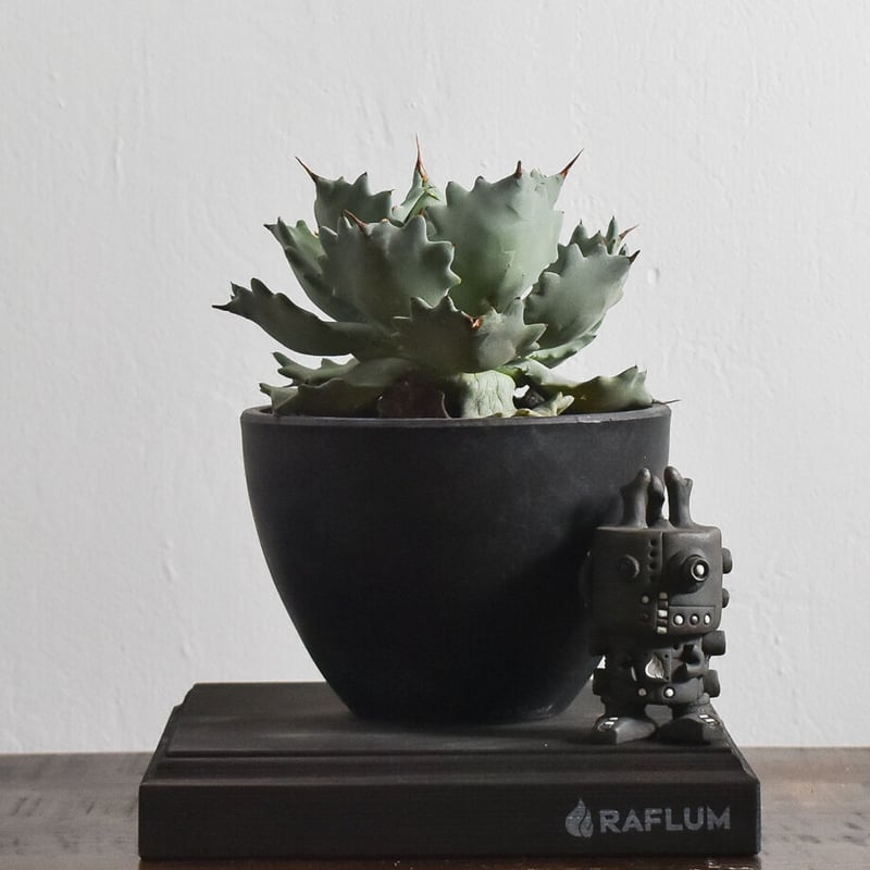 アガベ イシスメンシス【青白い葉とうねる赤い棘！人気のマル型