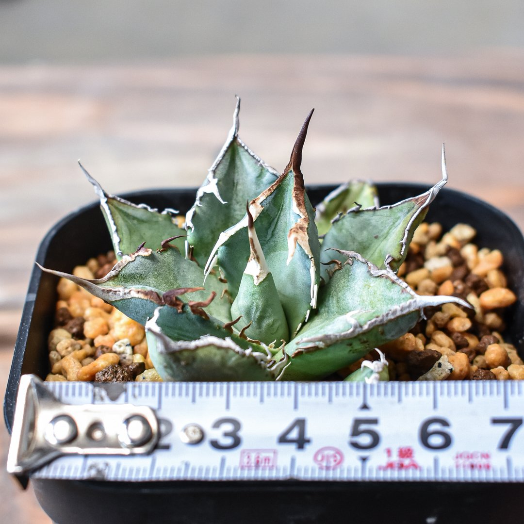 アガベ チタノタ 