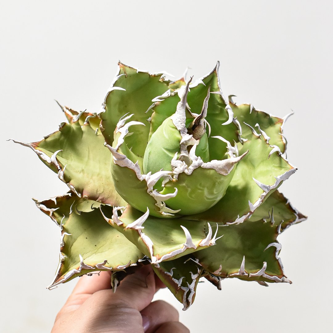 アガベ　狂刺夕映　引退株 アガベ 狂刺夕映 引退株