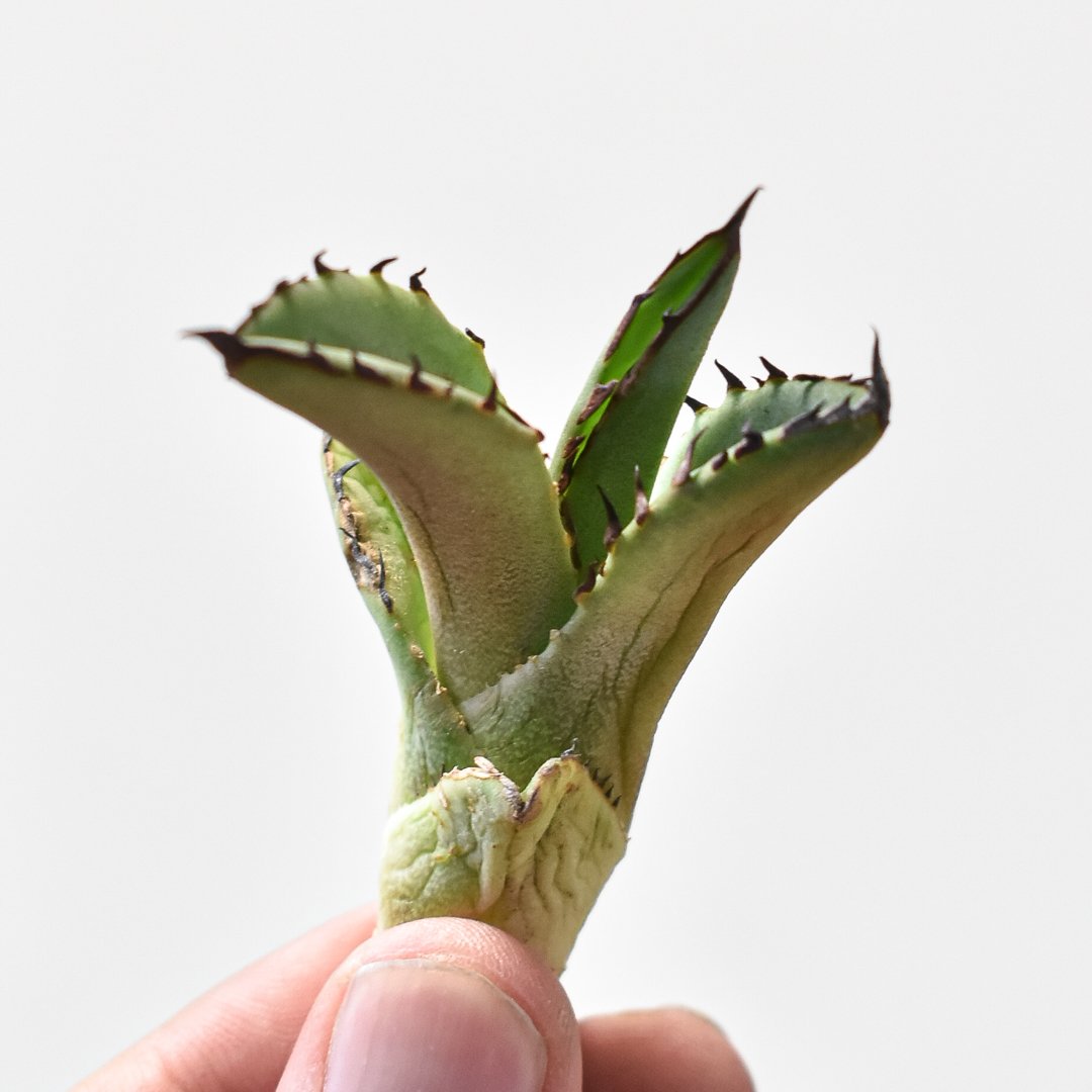 アガベ チタノタ ブラックファイヤー 