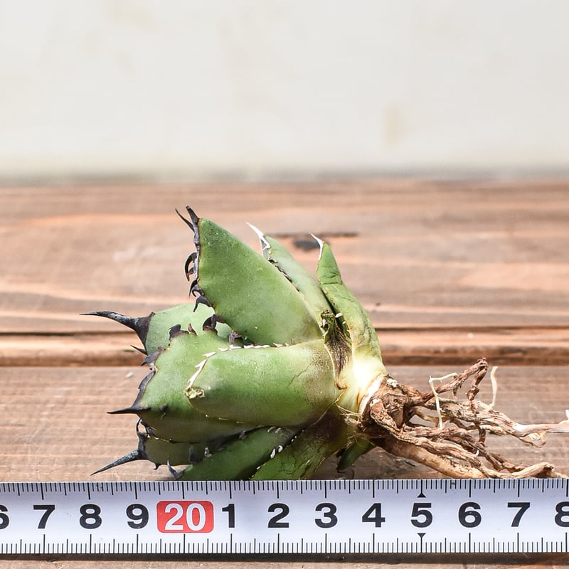 アガベ チタノタ 黒鯨 抜き苗発送 アガベ チタノタ 黒鯨 (抜き苗販売