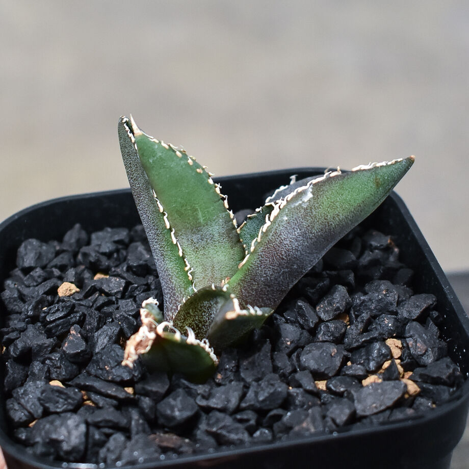 アガベ　チタノタ　オテロイ　ディアボロビアンコ　親株 アガベ チタノタ ディアボロビアンコ アガベ チタノタ オテロイ