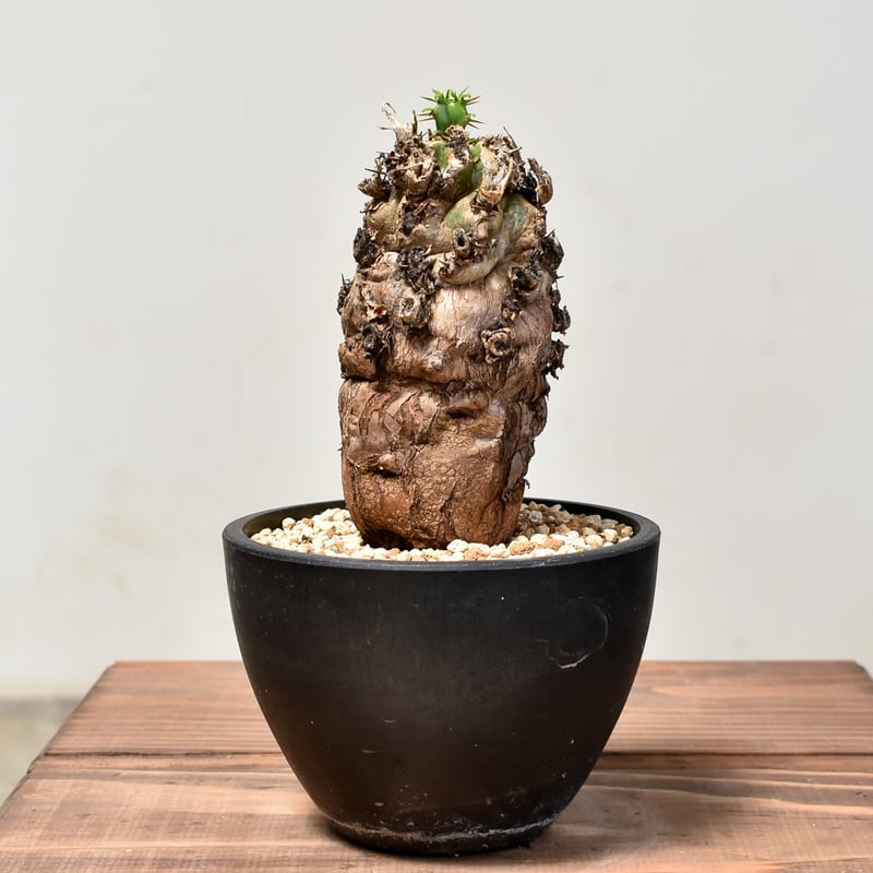 ユーフォルビアムランジーナ　現地球　発根済み ユーフォルビア ムランジーナ 【発根済み】HK2402407 (T) | RAFLUM / ラ