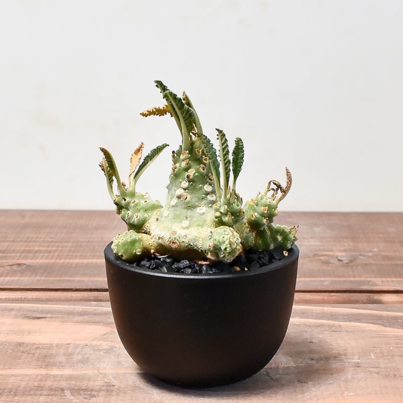 ドルステニア ラブラニー【発根済み】HK2400536 | RAFLUM / ラフラム