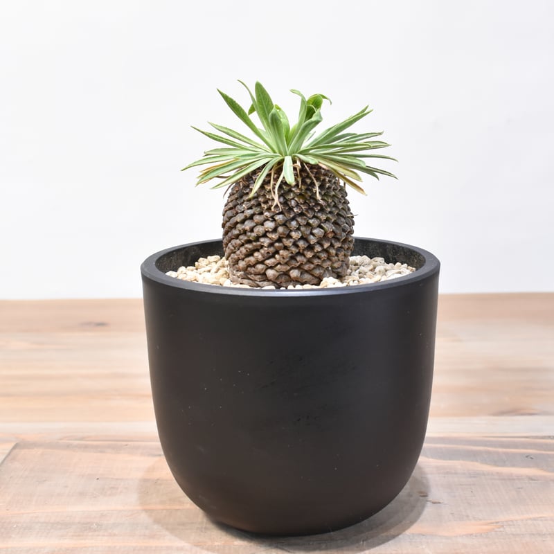 ユーフォルビア 鉄甲丸 ユーフォルビア・ブプレウリフォリア 