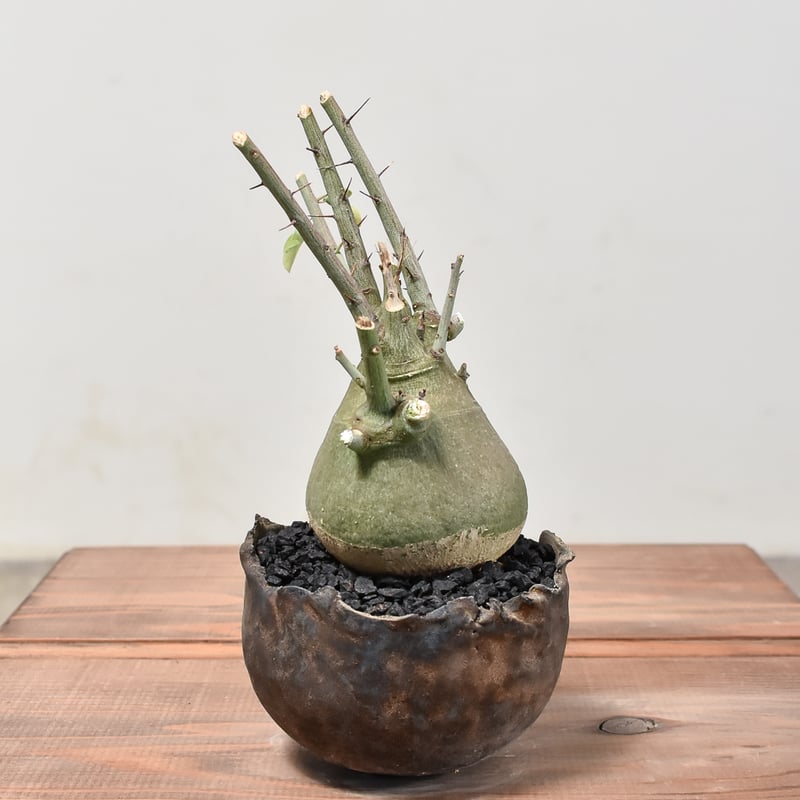 アデニア スピノーサ 発根済