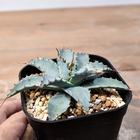 アガベ ハイブリット 日系イシスメンシス×象牙妖炎（陽炎エボリ）【台湾botanical_seeker産】RF25011397