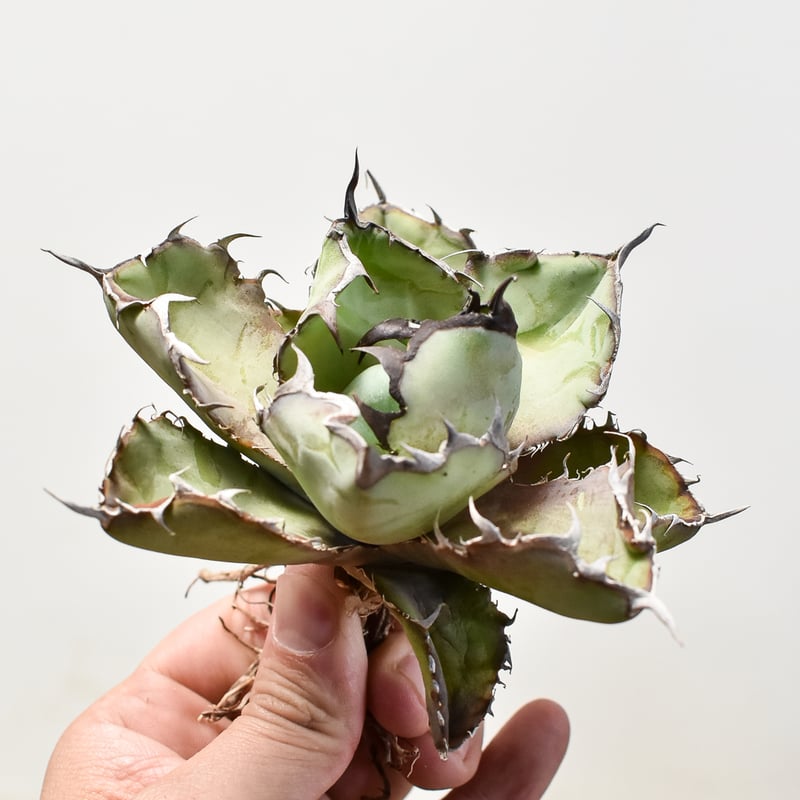 アガベ チタノタ ブラックアンドブルー / BB 藍球 【台湾産/抜き苗/中