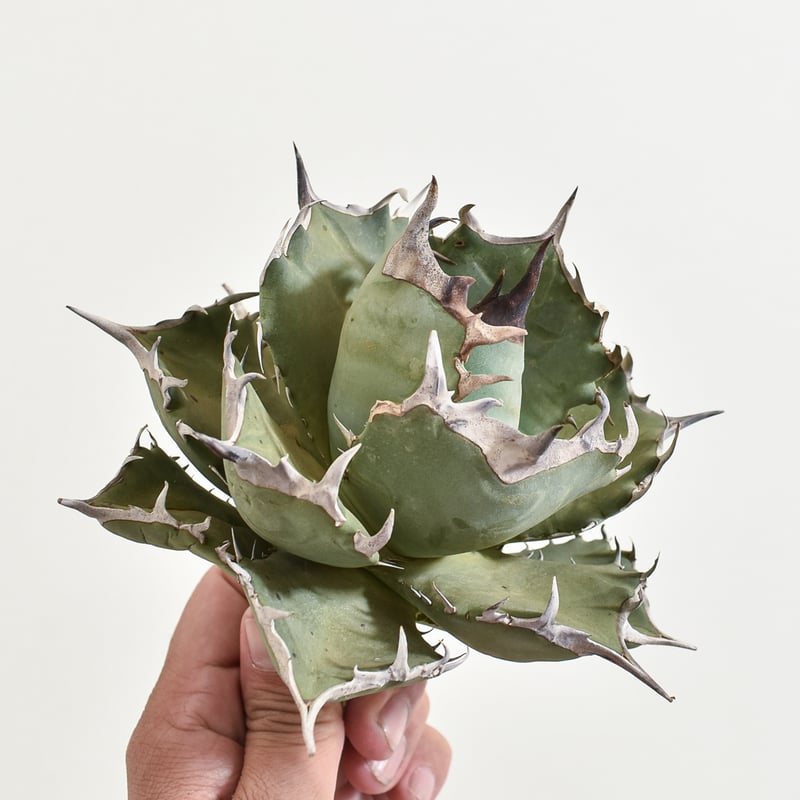 アガベ チタノタ フェニックス 