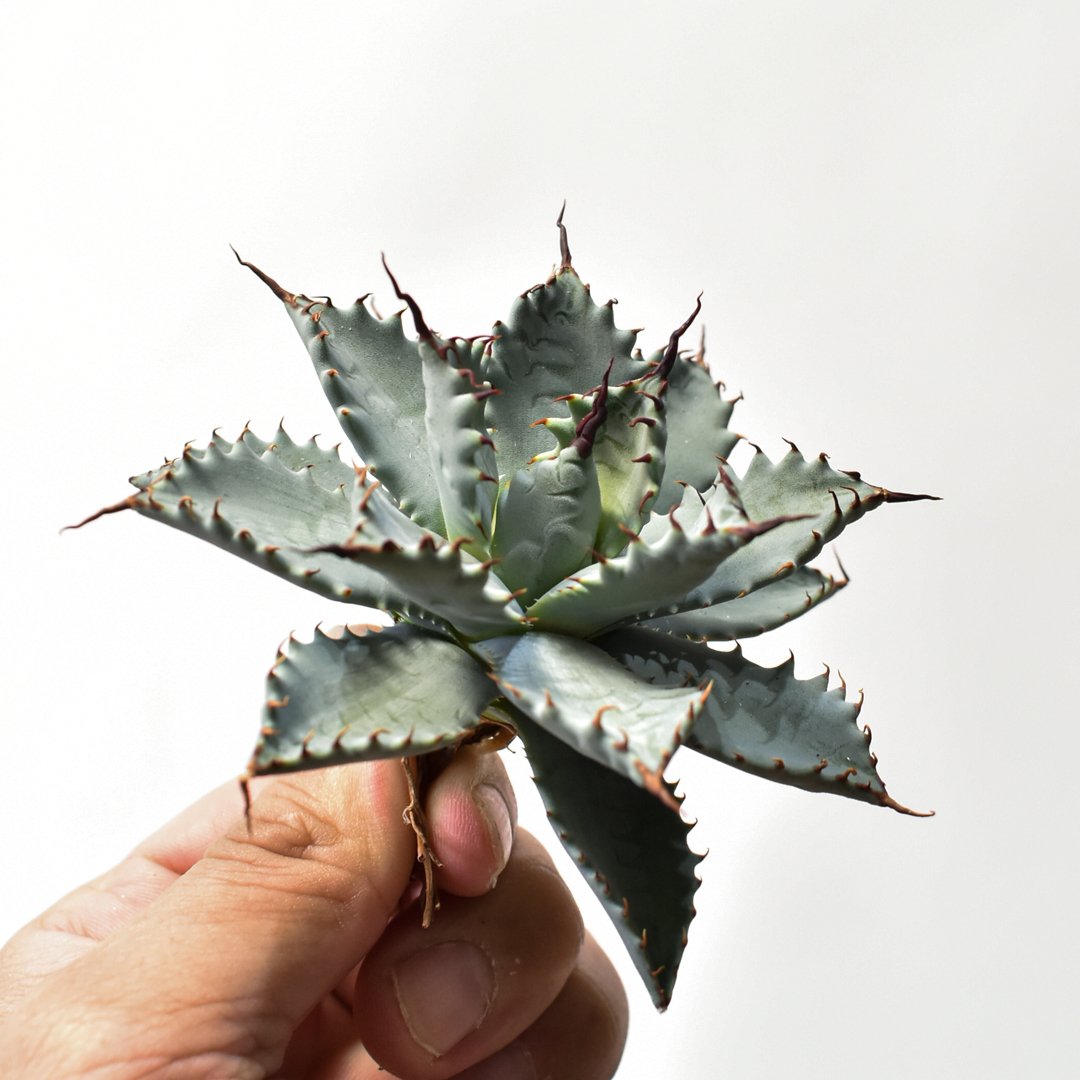 アガベ ハイブリット 特白肌怒雷神×象牙妖炎（陽炎エボリ）【台湾