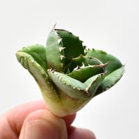 ボスウェリア ネグレクタ 【現地球/発根済み】HK2409038 | RAFLUM