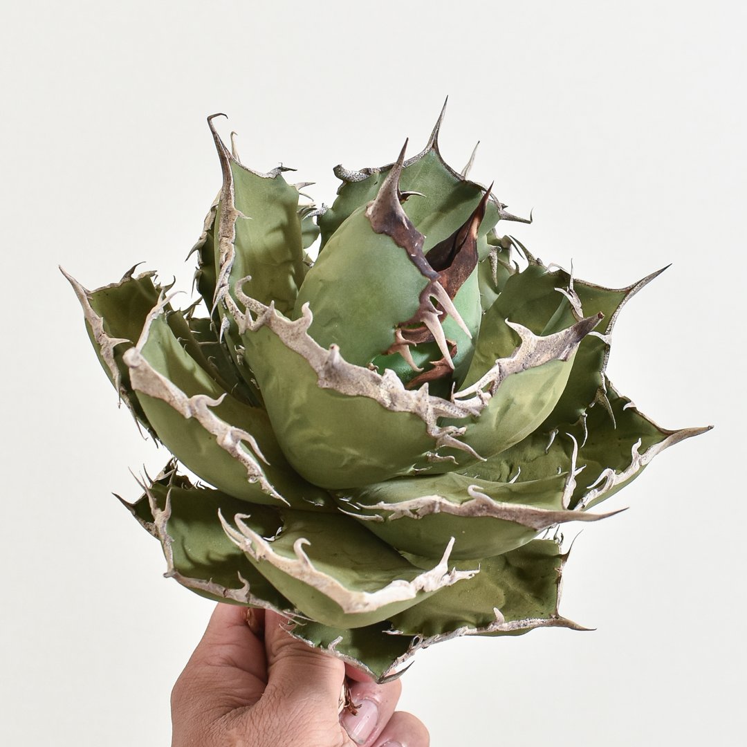 アガベ チタノタ 黒犀牛 大株 アガベ・チタノタ 黒犀牛（芽）-035｜agave titanota black