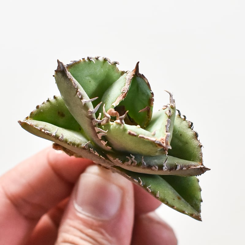 アガベ チタノタ 