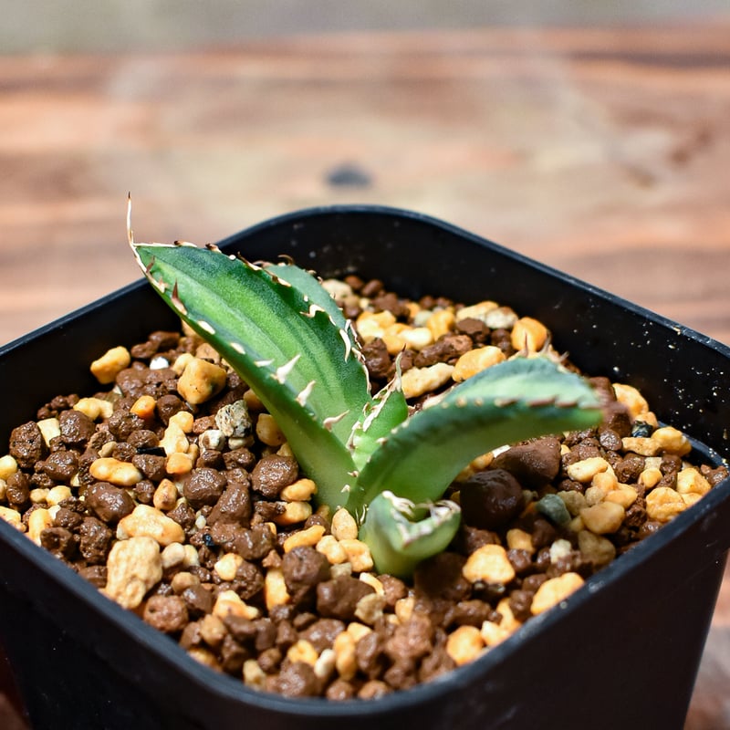 レア株】アガベ チタノタ 