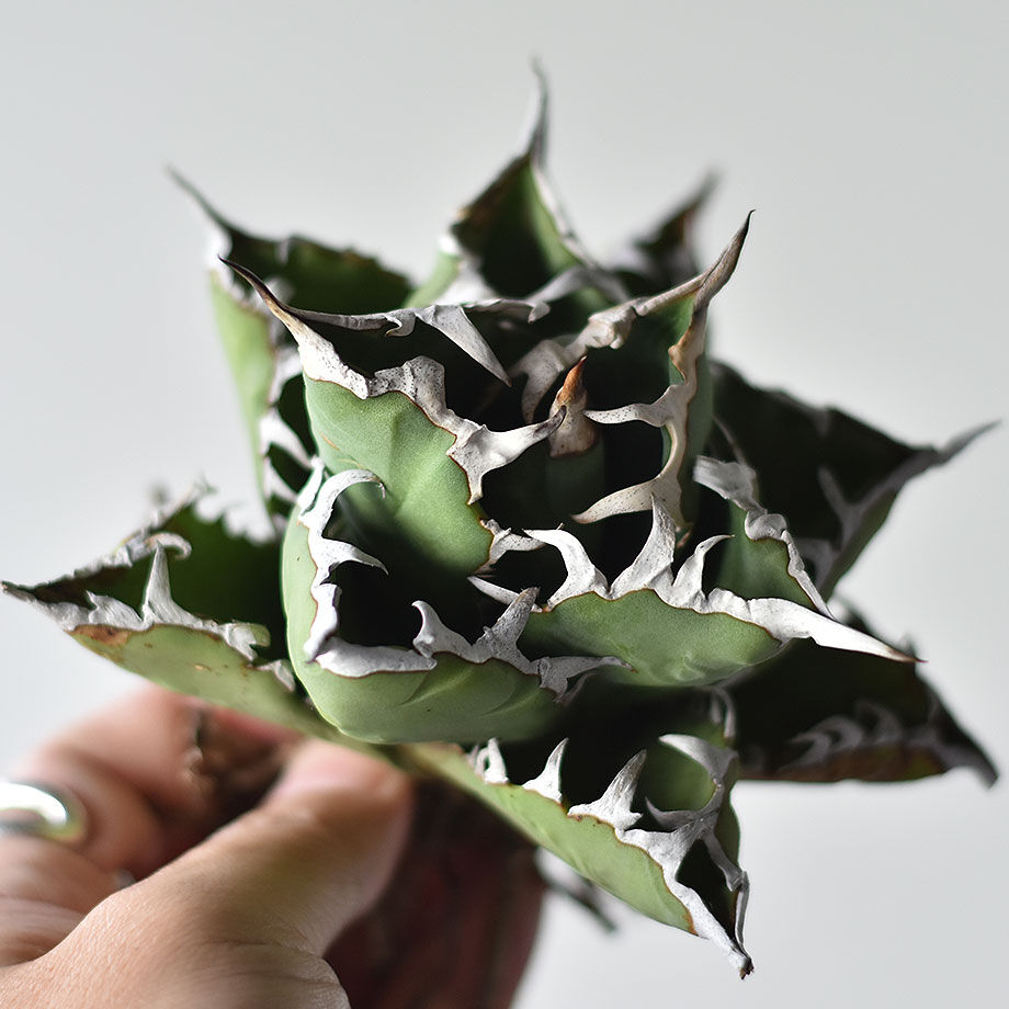 アガベ チタノタ 小島白刺 (抜き苗販売) RF22678 | RAFLUM / ラフラム