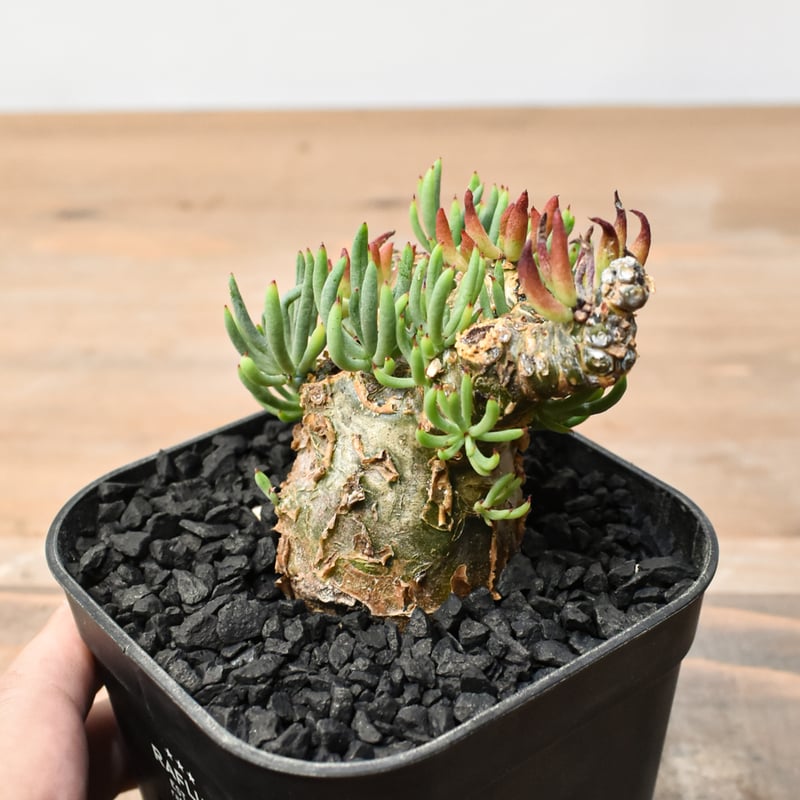 チレコドン ペアルソニー 