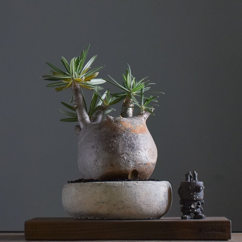 パキポディウム グラキリス 中株 パキポディウム グラキリス (発根済み/中株) RF231212（T