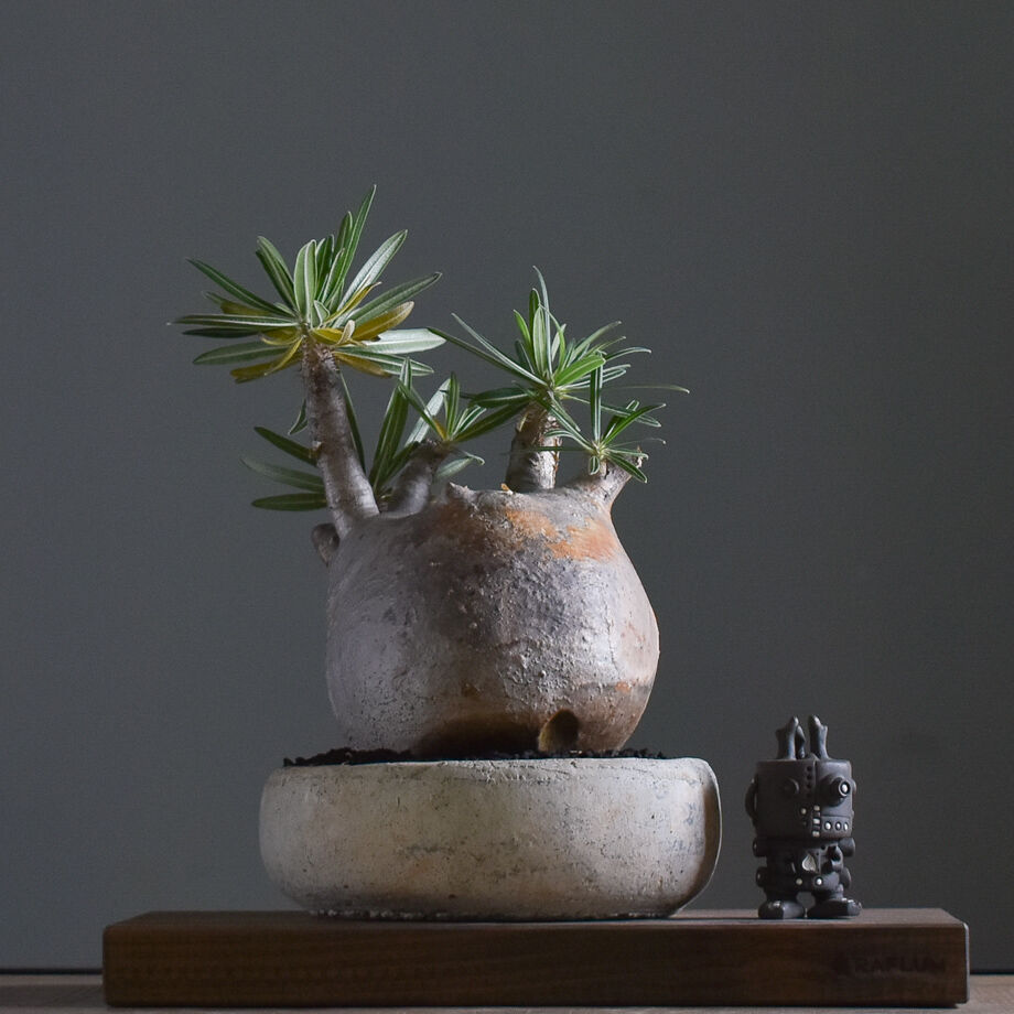 パキポディウム グラキリス【イチ押し！パキポディウム系の人気者