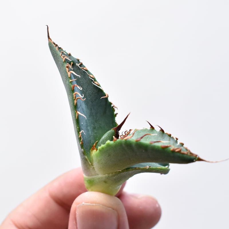 オテロイカルフォルニア選抜　検索）チタノタ 悪魔くん オテロイカルフォルニア選抜 検索）チタノタ 悪魔くん - メルカリ