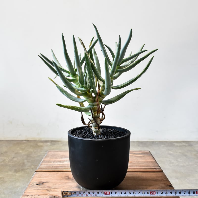 【現品】アロエ　ラモシシマ(ラモシッシマ　ラモッシシモ)　９号　ま7番 楽天市場】アロエ（ラモシシマ） 1鉢 7号 プラスチック鉢