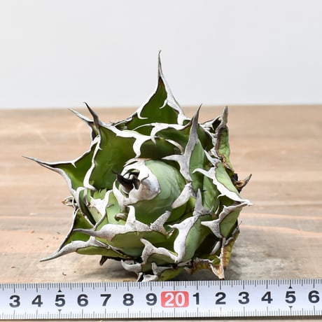 アガベ チタノタ "精品ハデス" / 精品黒帝斯、精品恐竜牙歯 【台湾 dragon agave産/中株/抜き苗】F