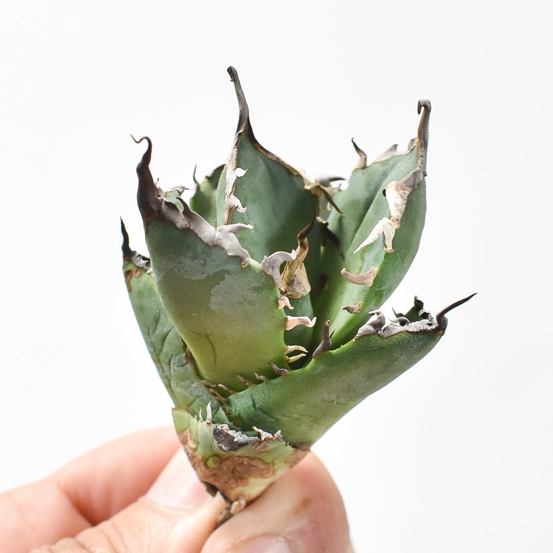 アガベ チタノタ 