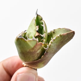 アガベ　チタノタ　悪魔　OC 子株 アガベ チタノタ 悪魔くん【発根管理中】TC株 Agave titanota 多肉植物