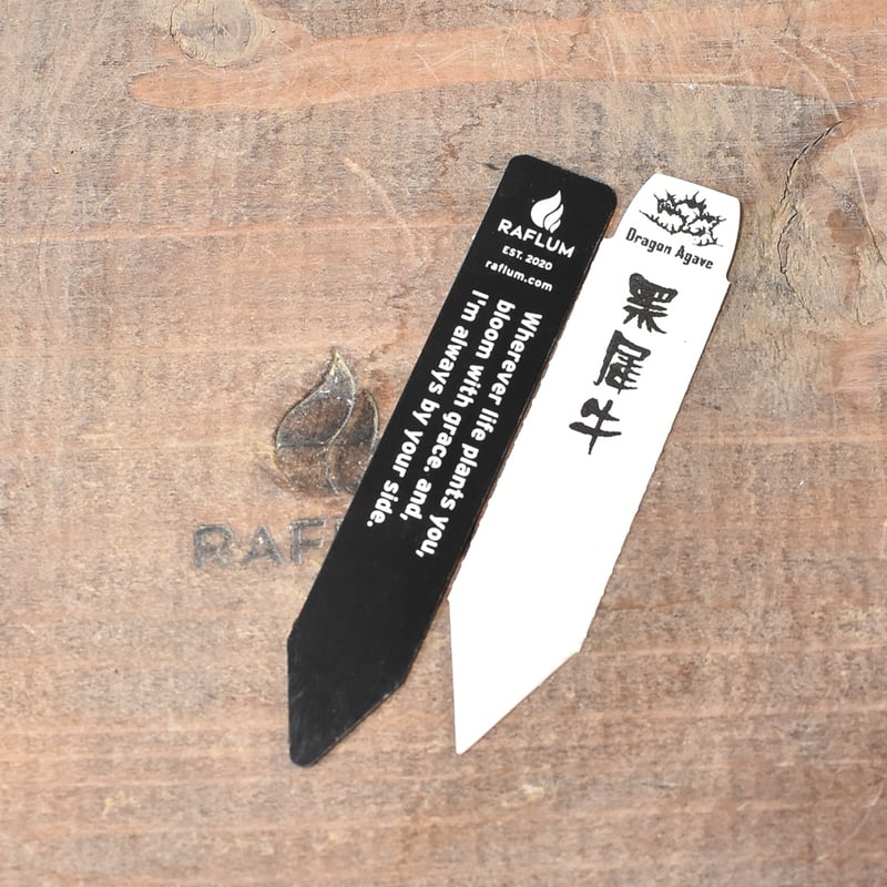 アガベ チタノタ 