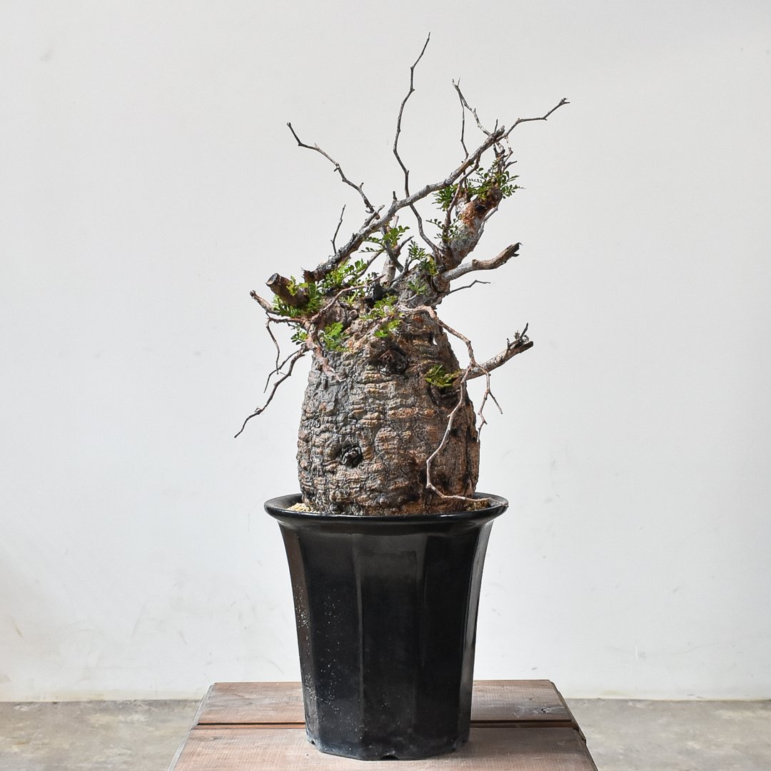 パキポディウム　ブレビカリックス「大株」 パキポディウム ブレビカリックス | hanayoshi-botanical