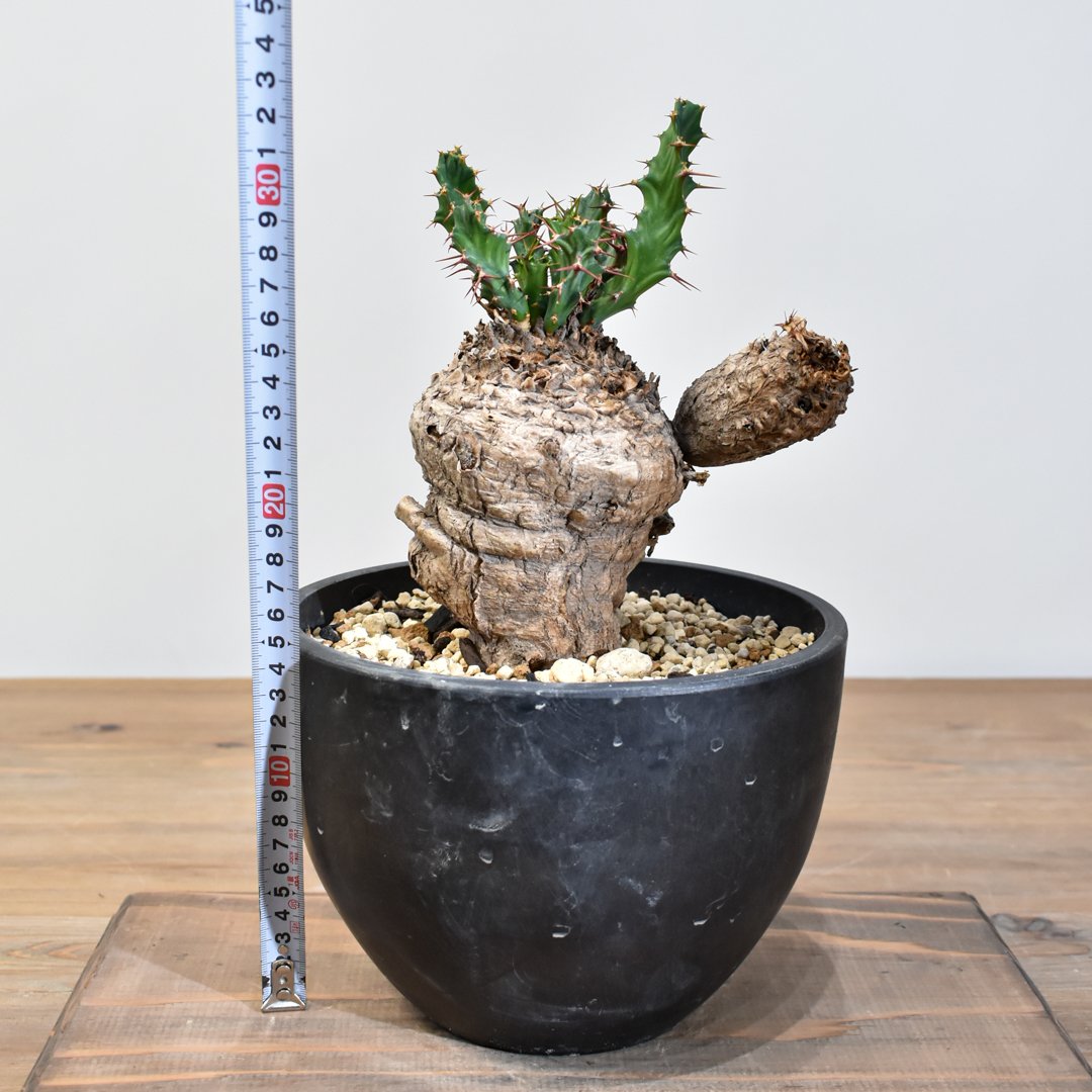 fit=scale-down,w=1200