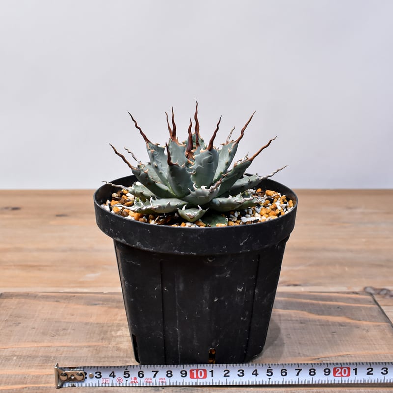 アガベ Dennis hybrid 妖炎X甲妖 /エボリスピナ×（イシスメンシス