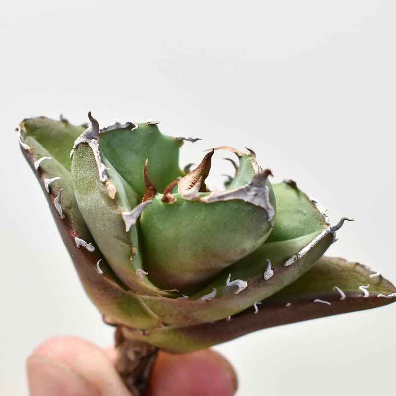 アガベ チタノタ 