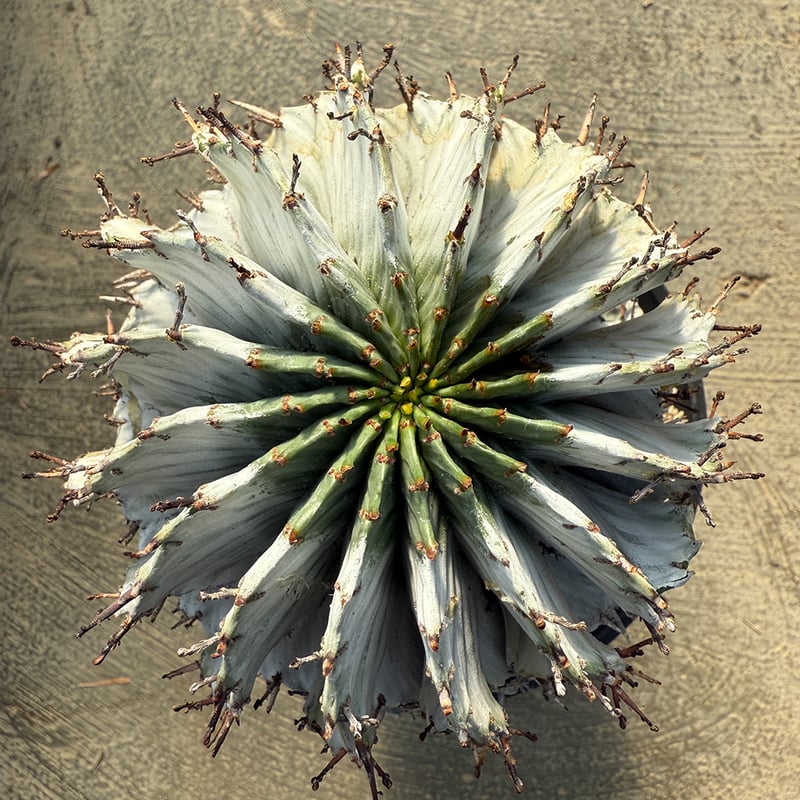 ユーフォルビア ホリダ 